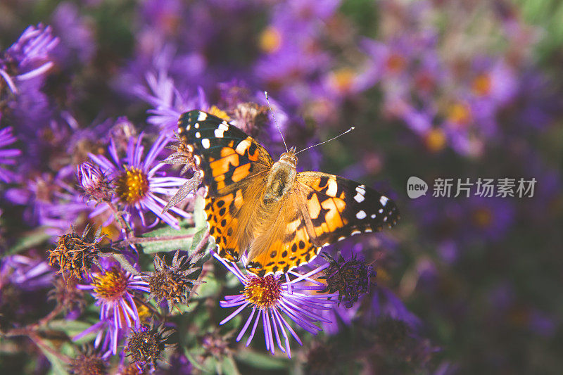 紫色茎紫菀上的红色上将蝴蝶。Symphyotrichum puni